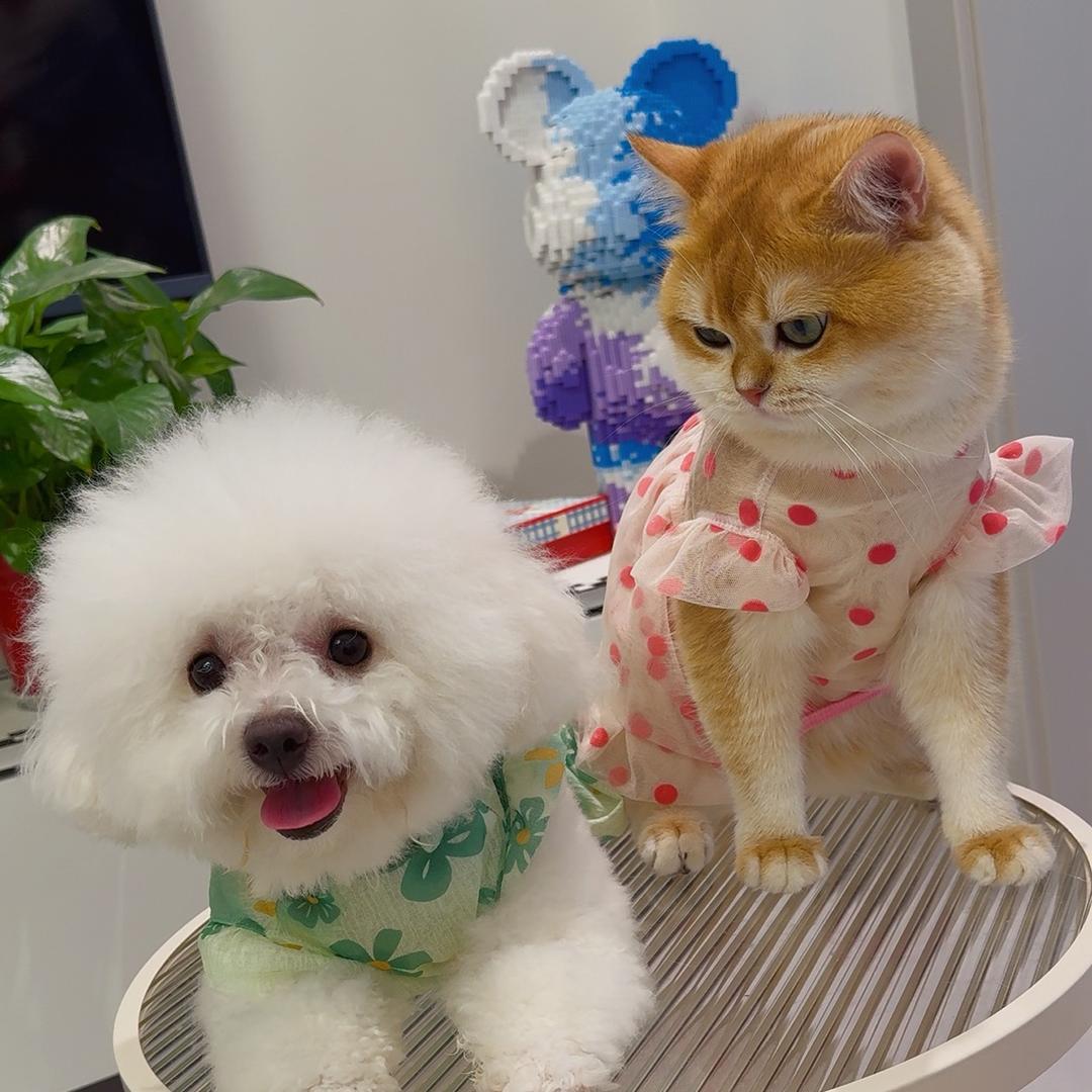 犬喵好物