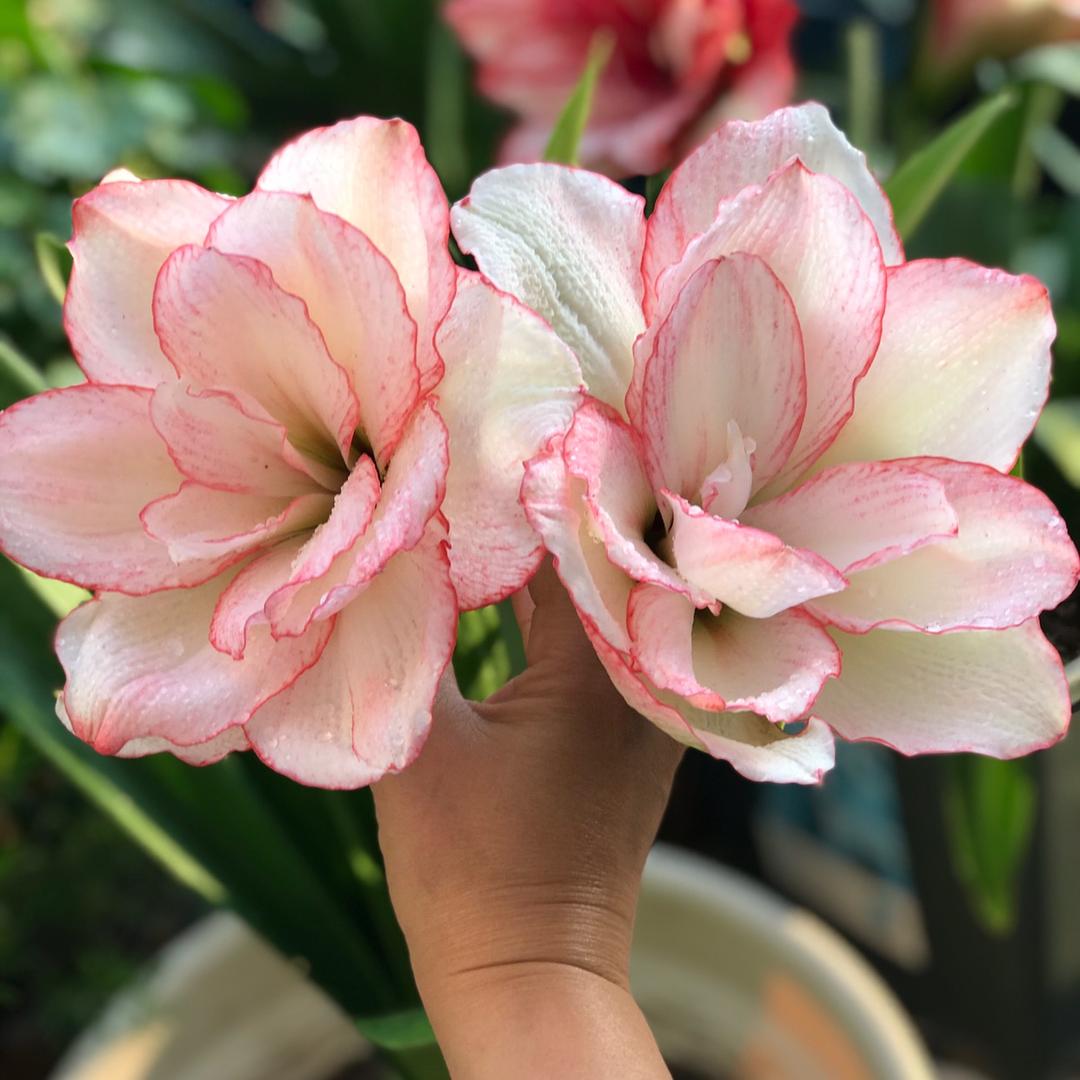 醉美花园