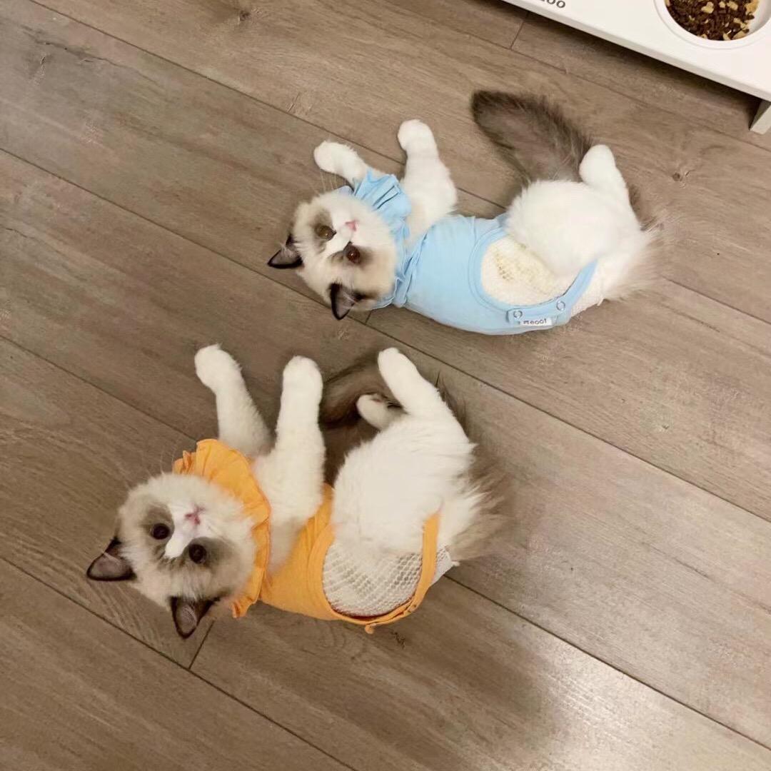 羊羊羊楊