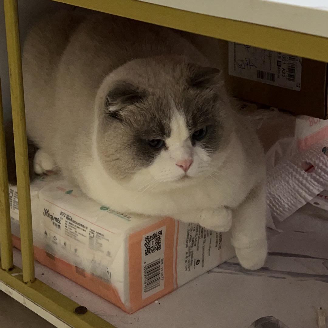 猫汀猫咖