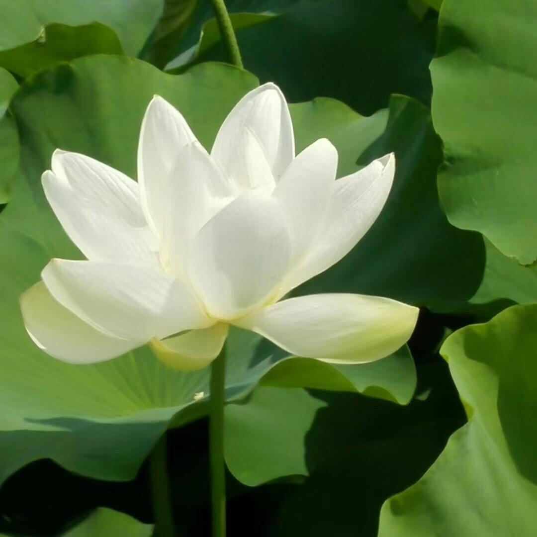 雨荷