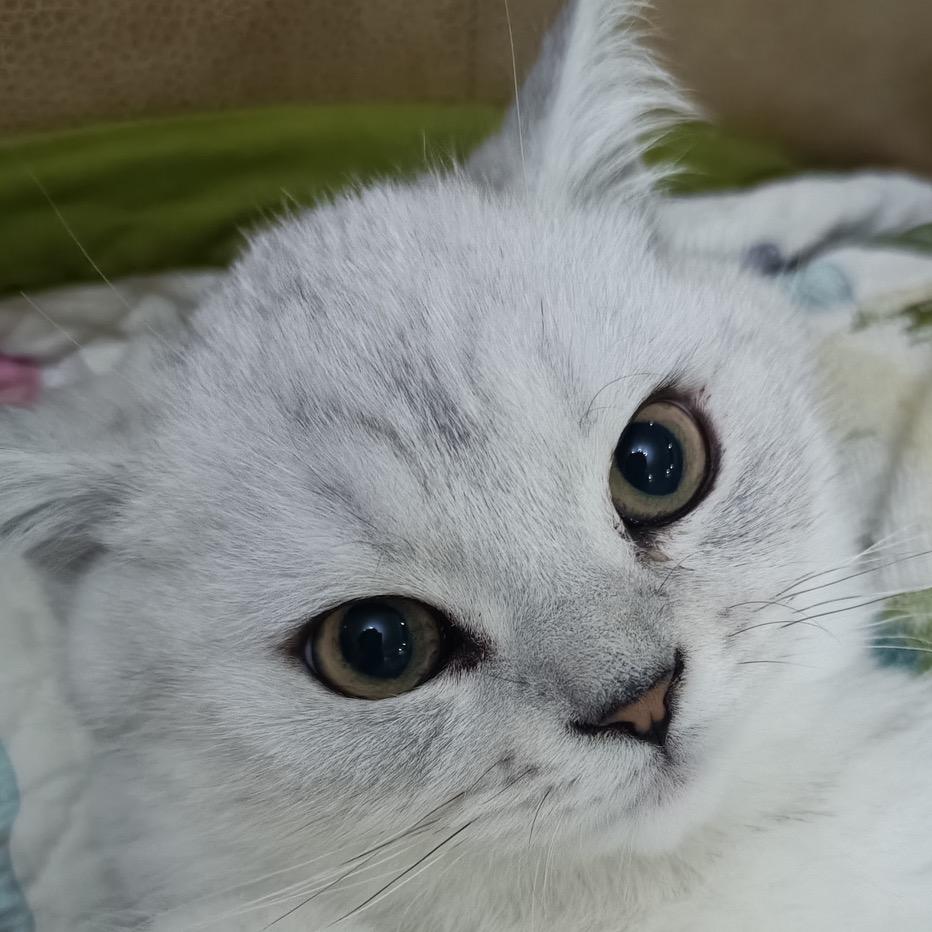 幸福主义者