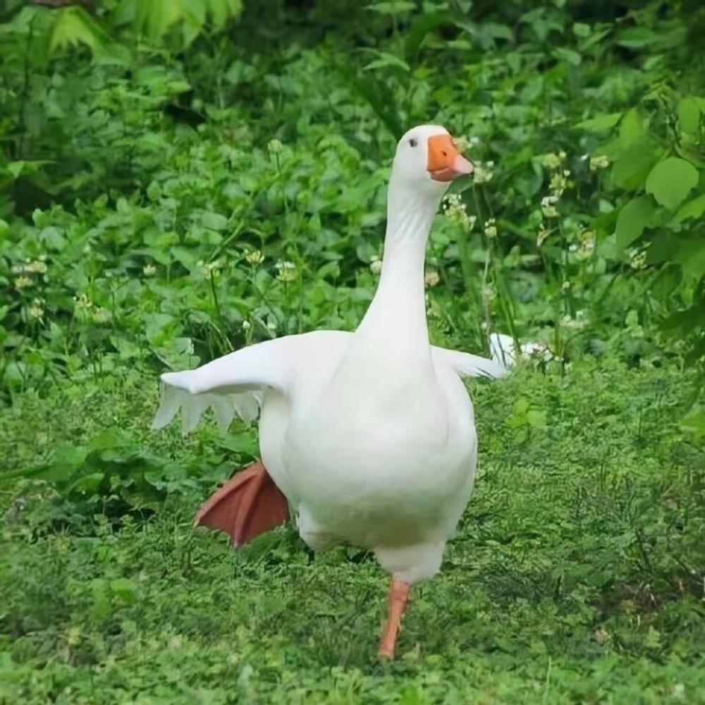 冲呀（努力减肥💪）