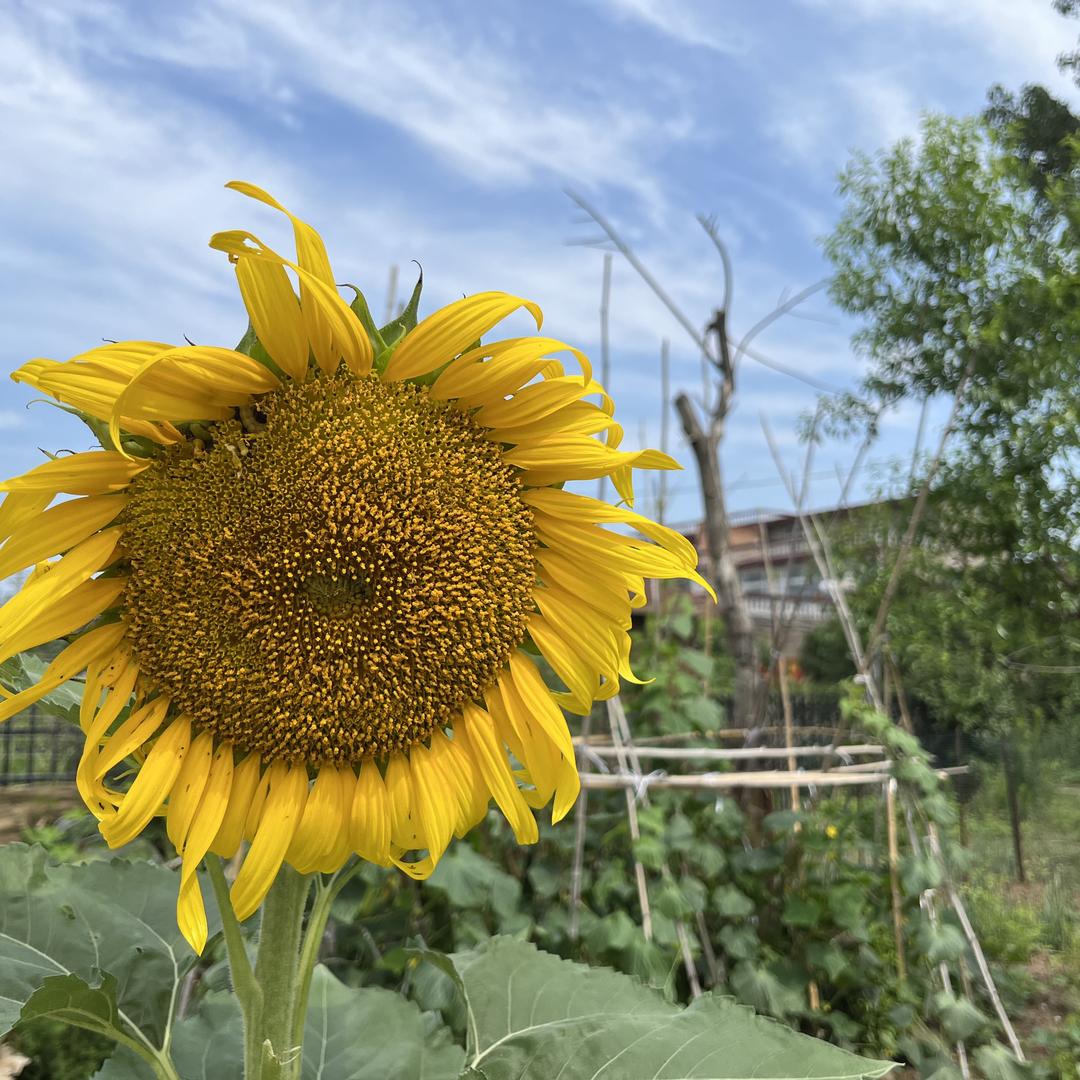 云朵舒芙蕾•榴莲芝士饼(南万达店)