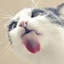 本地人的猫
