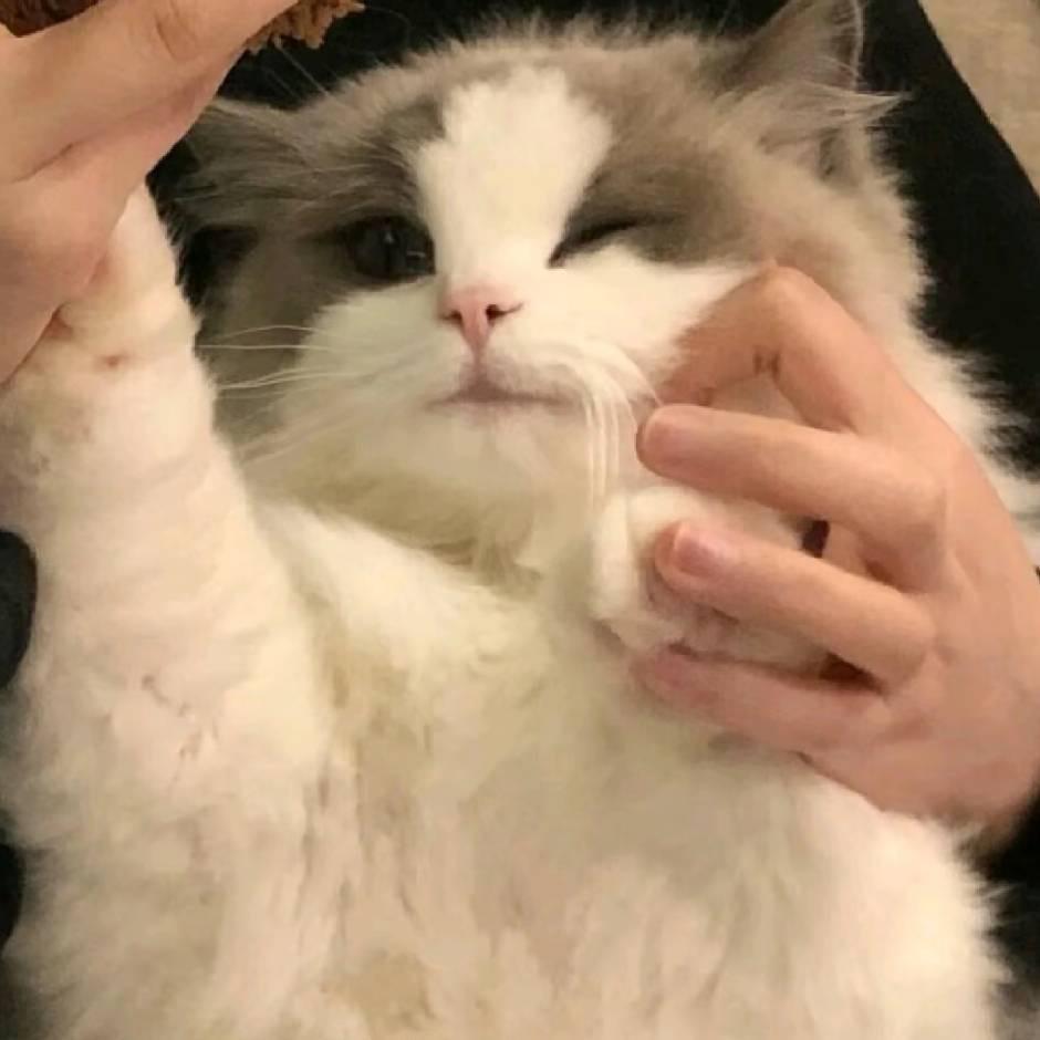 金木大王
