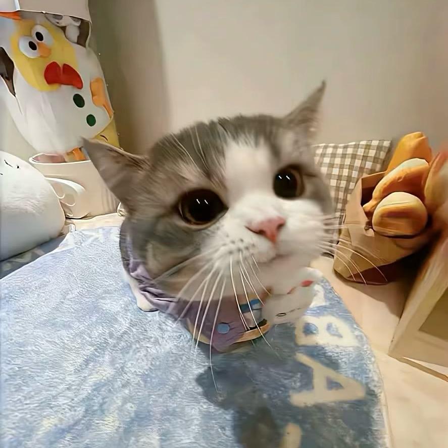 旺仔.kk