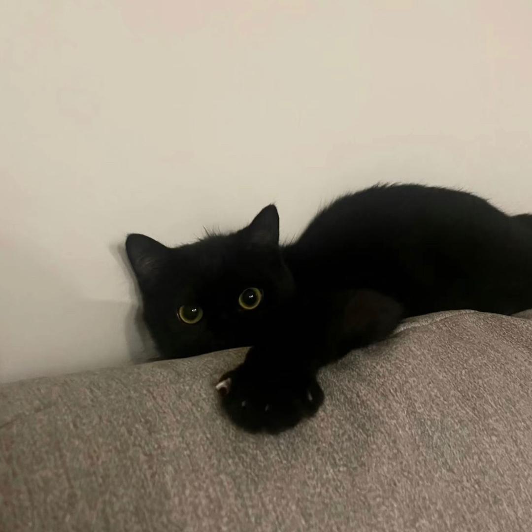 一只猫^