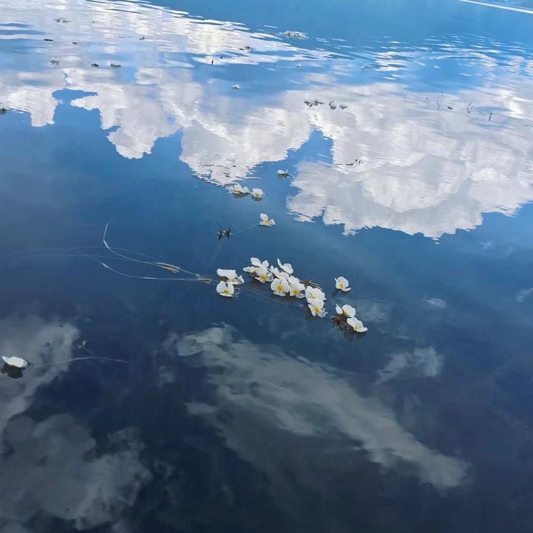 花开富贵丿