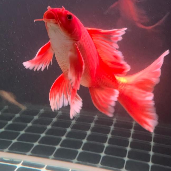 爱养鱼的马里奥