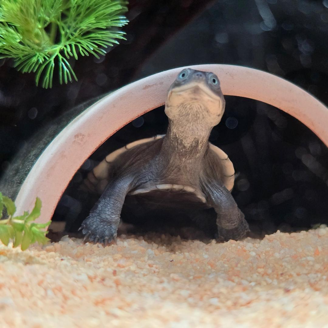 丛丛家的小乌龟