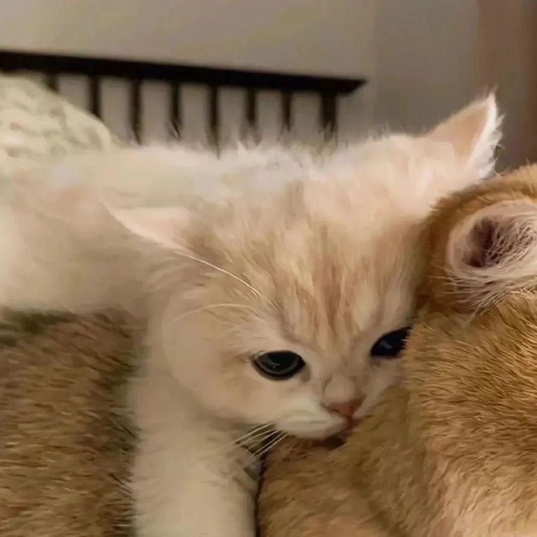 这是谁滴小鹿🌸