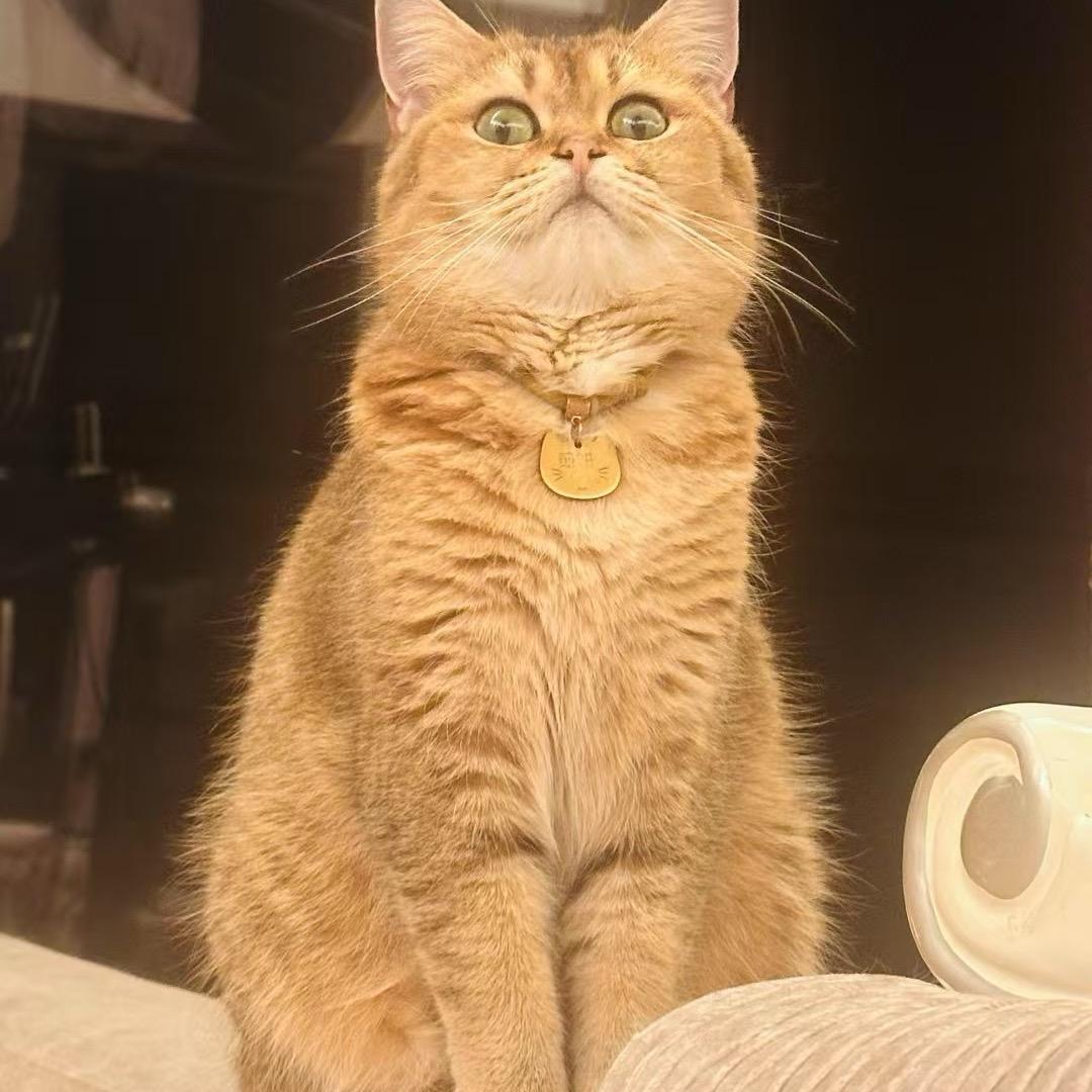 煎饼大王