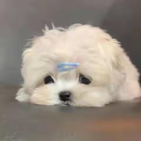 板板杠丘丘（小助理）