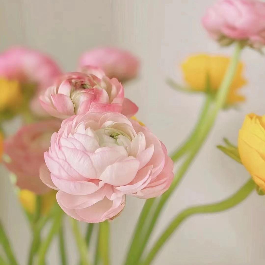 柠檬柚子