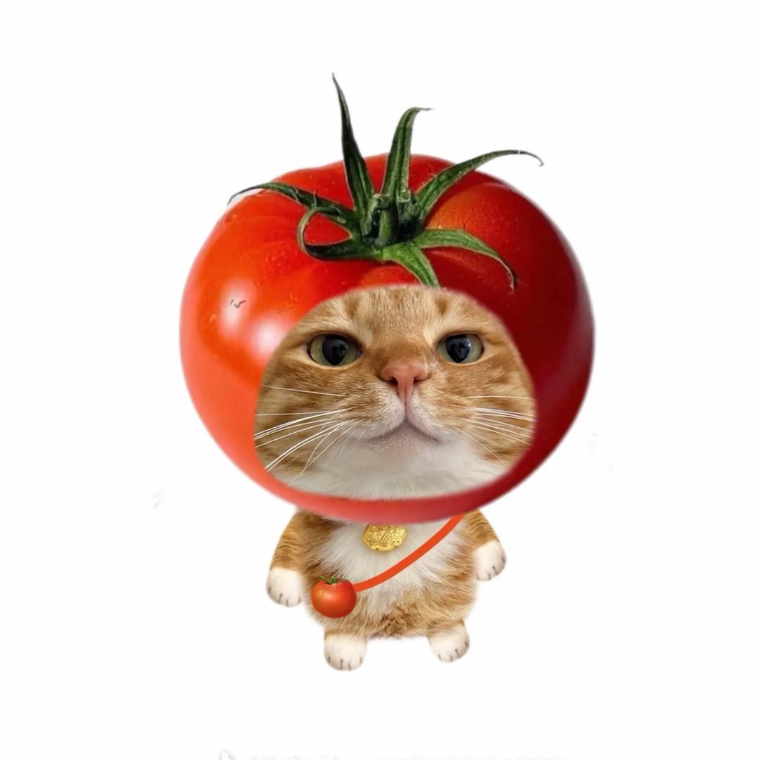 番茄猫