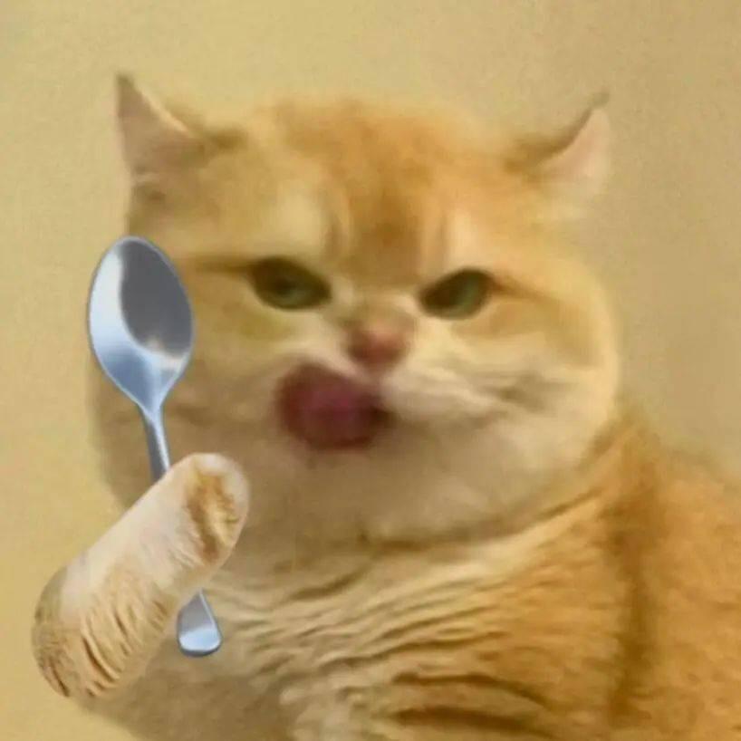 点点猫meme