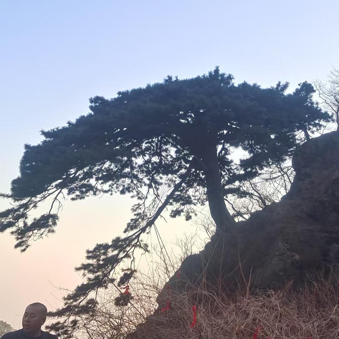 不老松