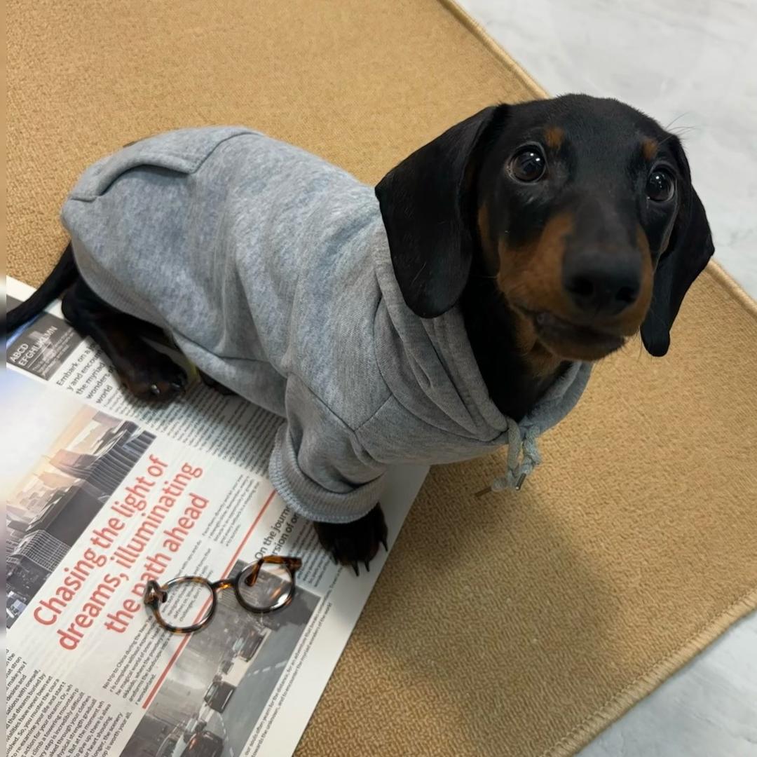 他的名字叫小花🌸