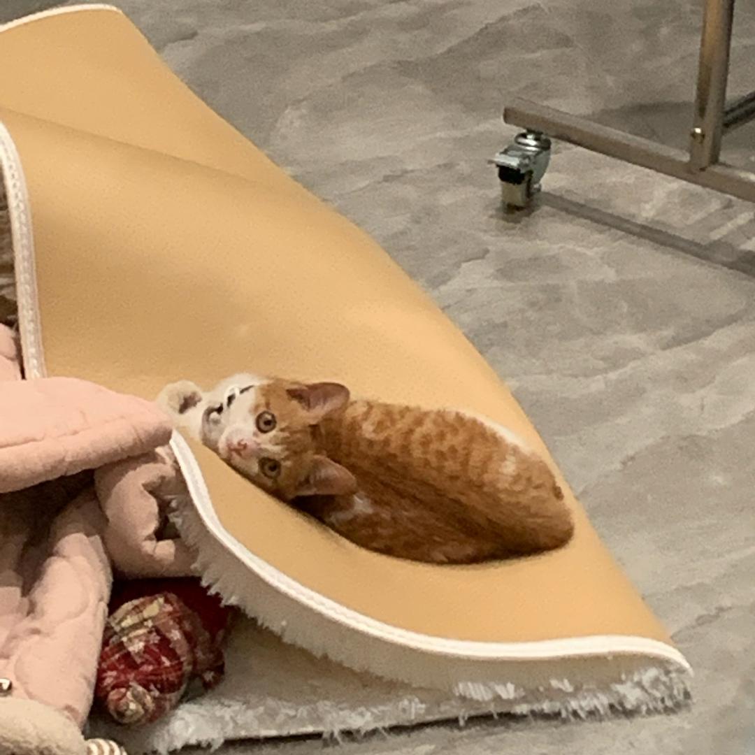 Bunny邦尼定制
