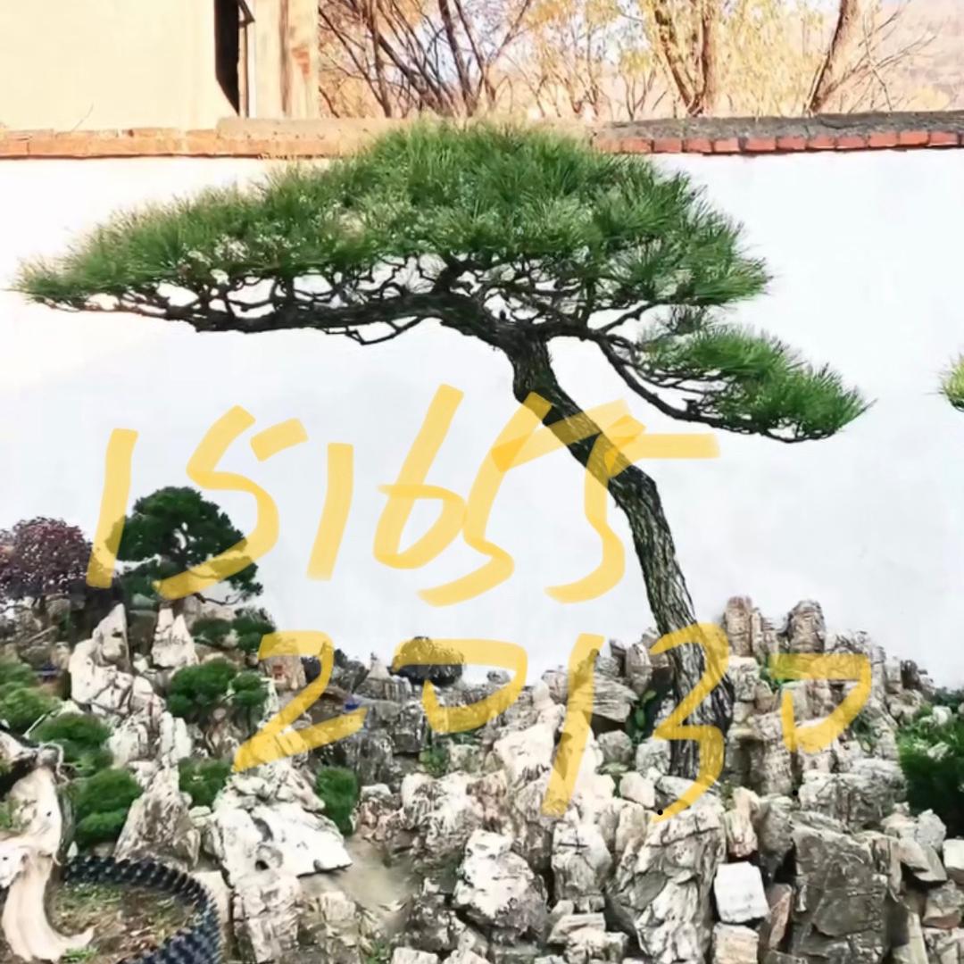 齐鲁小高
