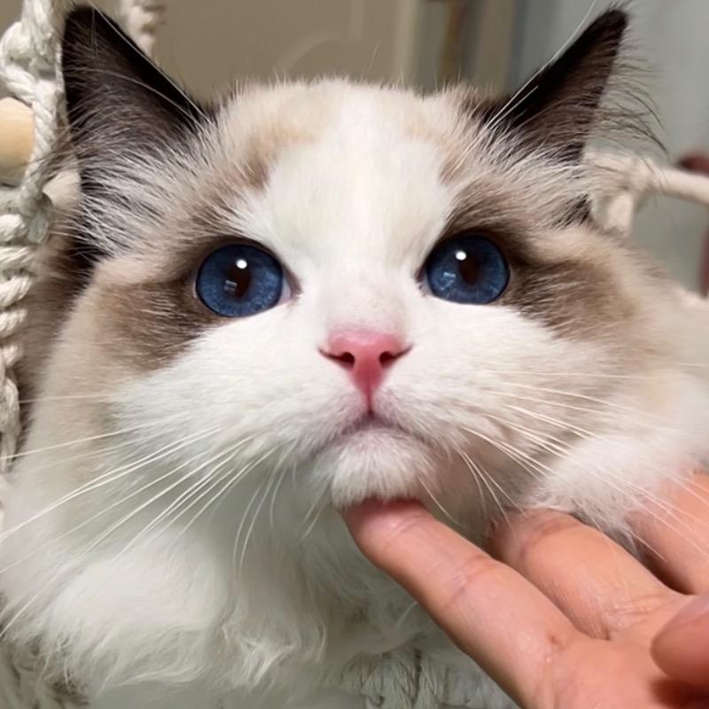 王大顺