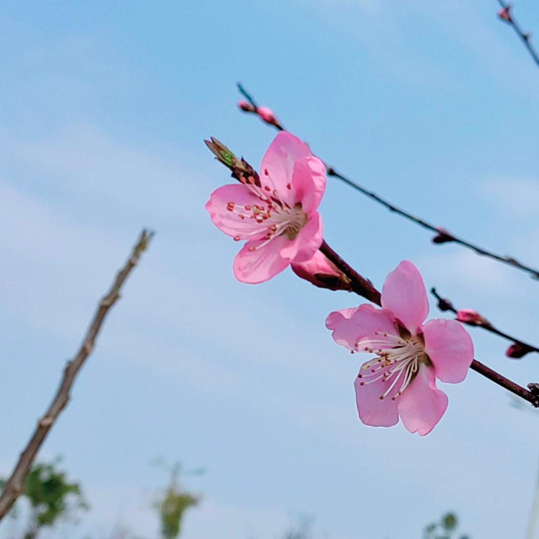 松越花