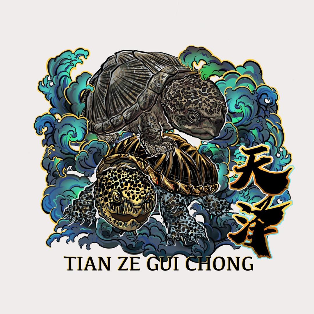 天泽龟宠
