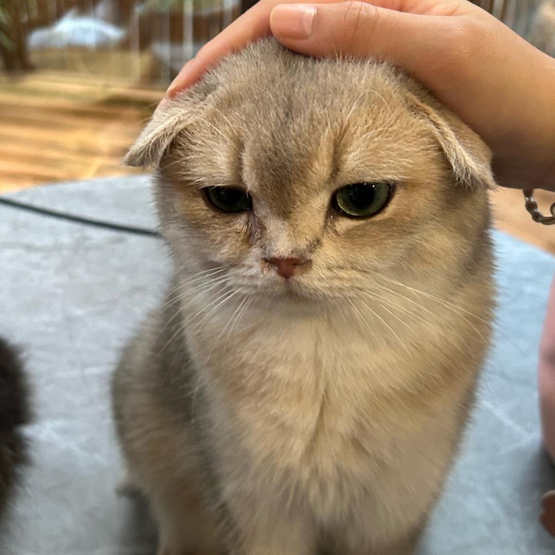 栗子