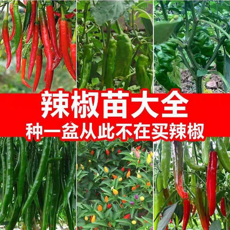 花惠种苗
