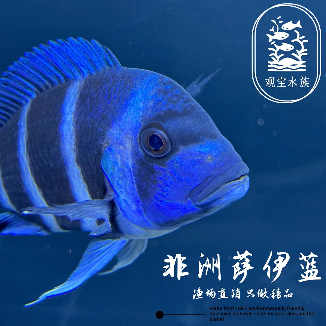 观宝水族