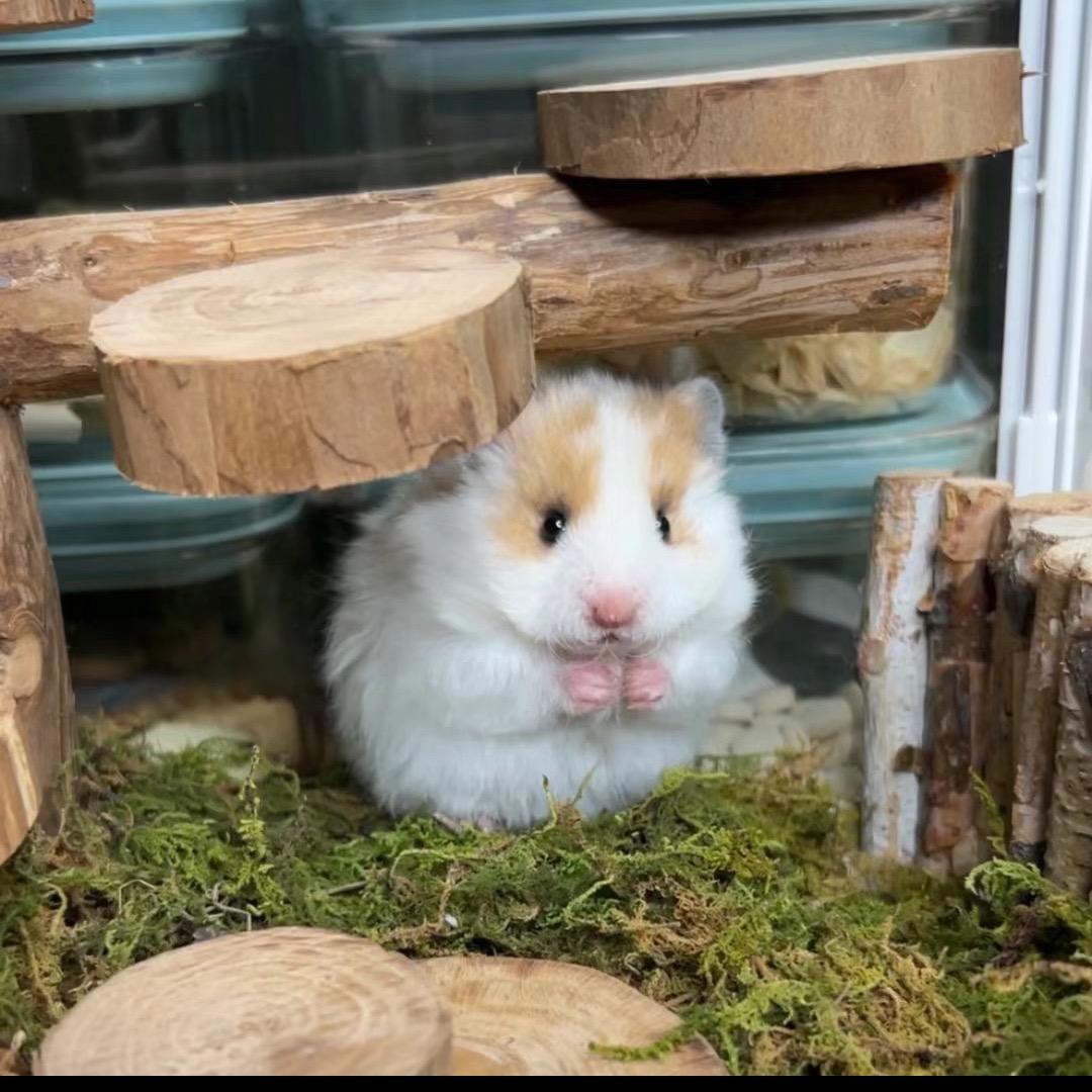 深圳香港蜜袋鼯[金丝熊实体店]