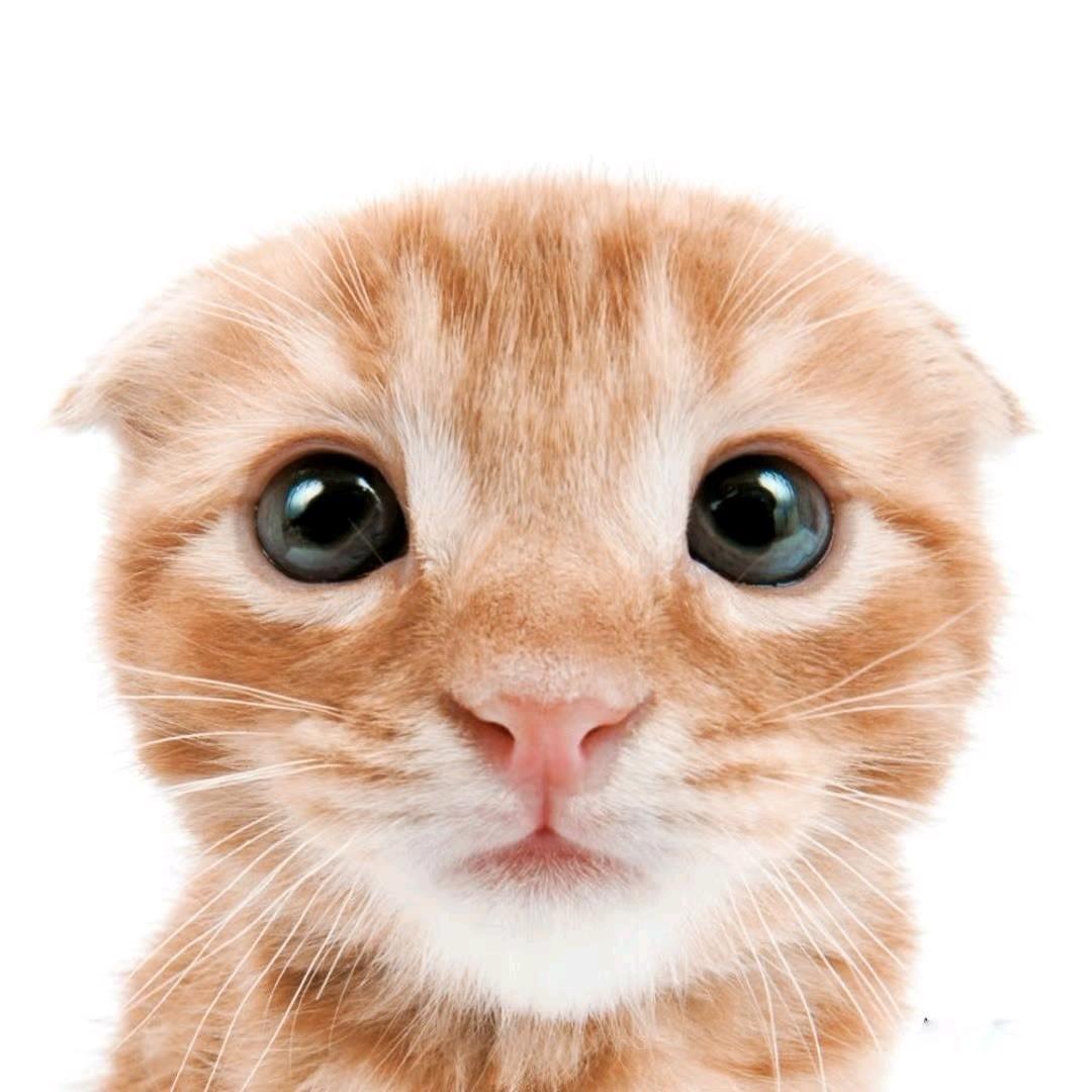 脑袋说它有点困