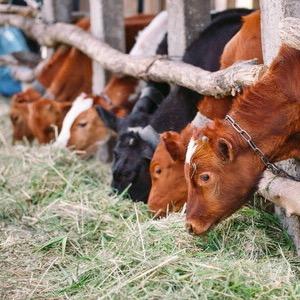 牛排牛肉批发零售