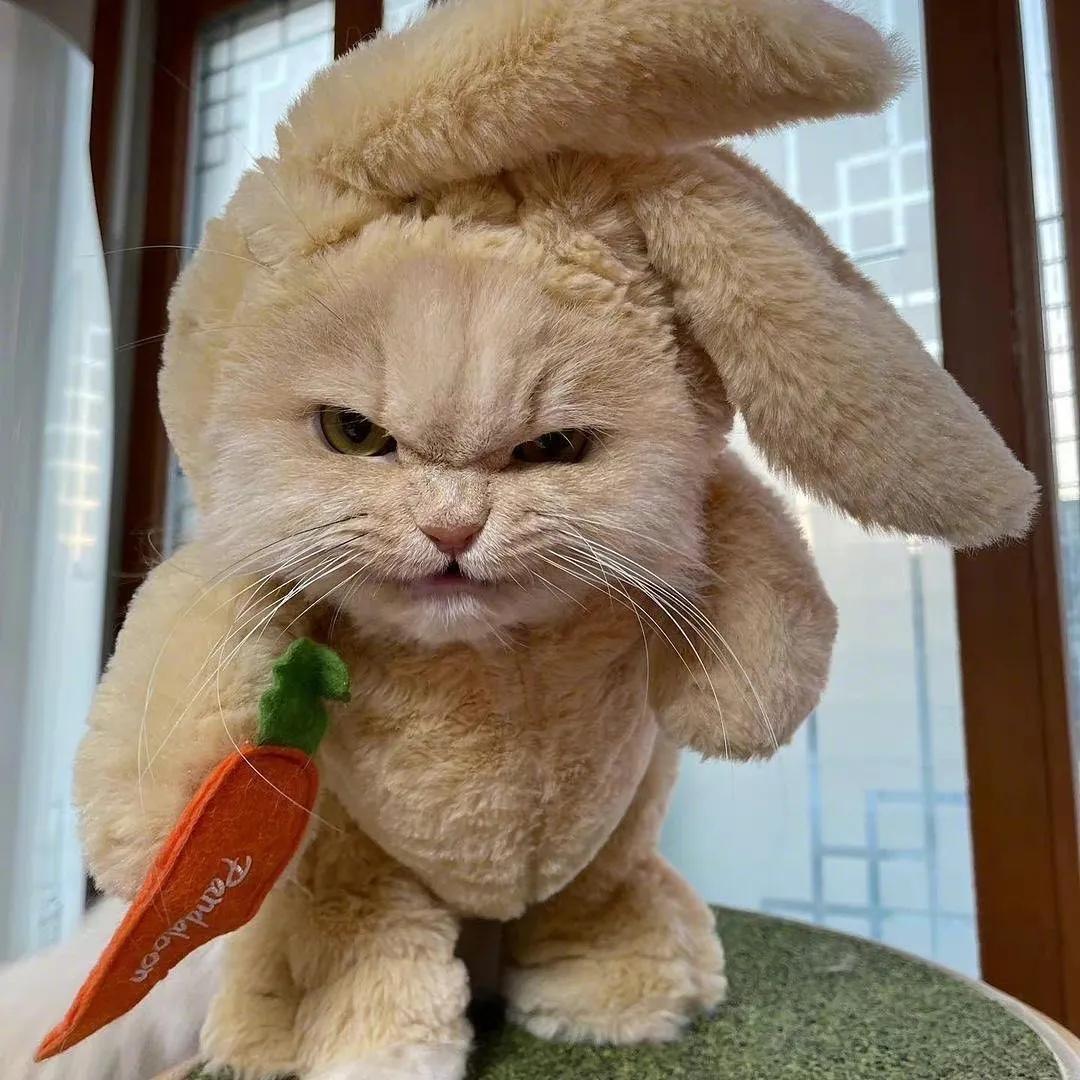 萝卜