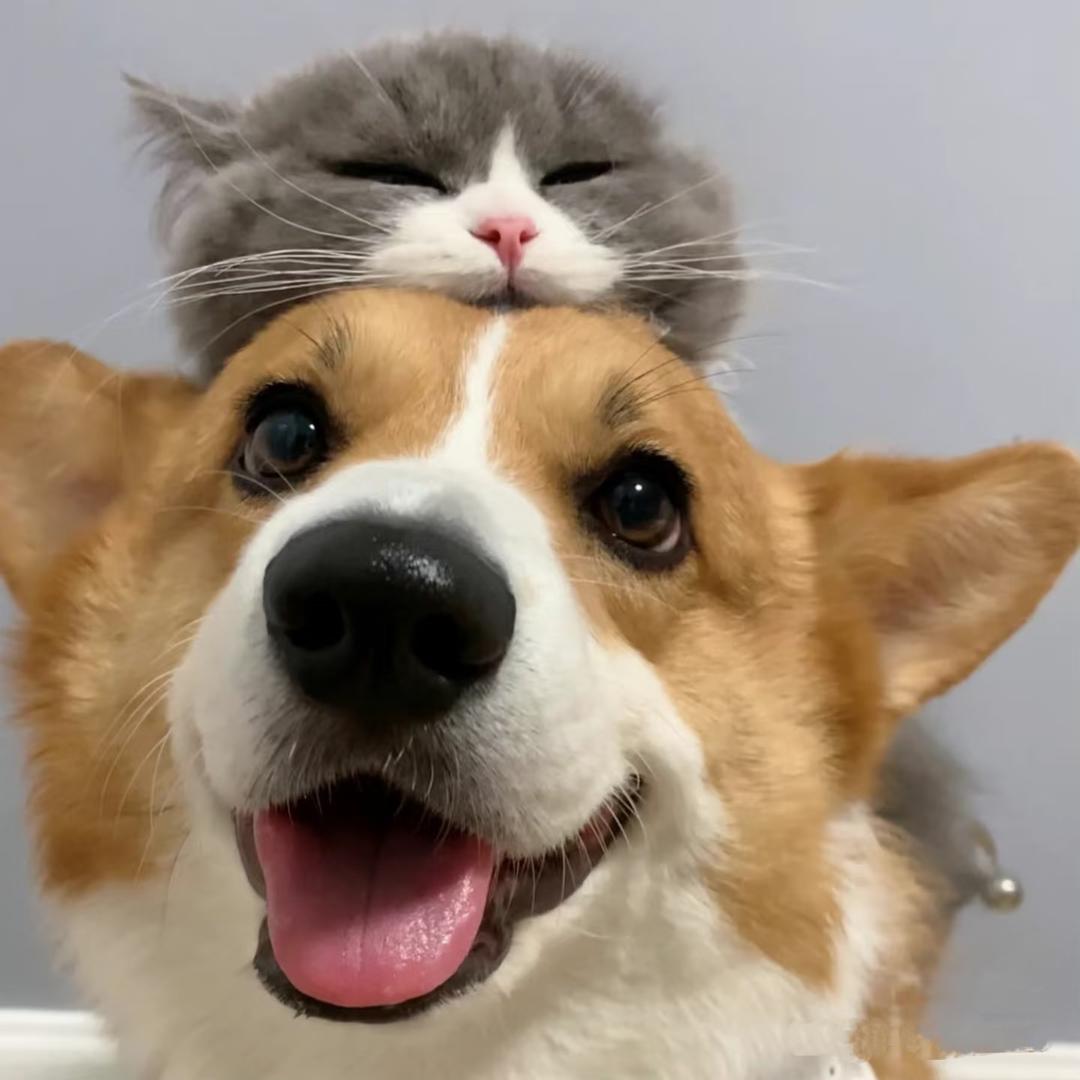 爪爪乐园宠物用品店