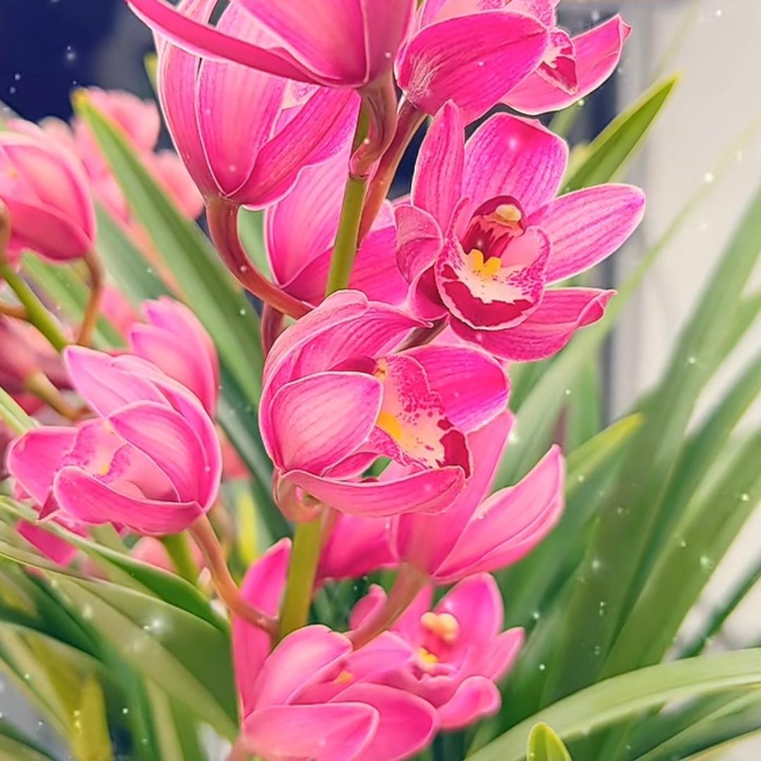 云尚花卉