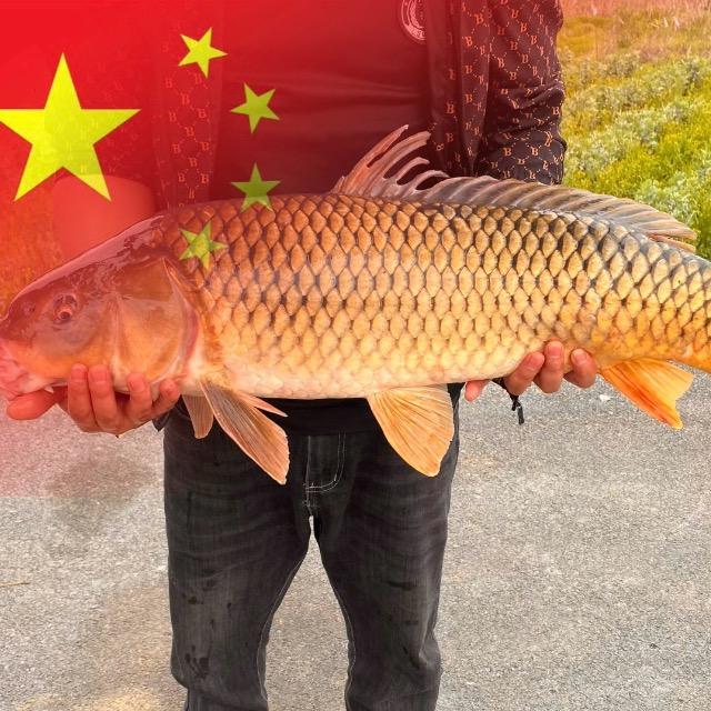 【黑土有鱼】·长期收售生态鱼
