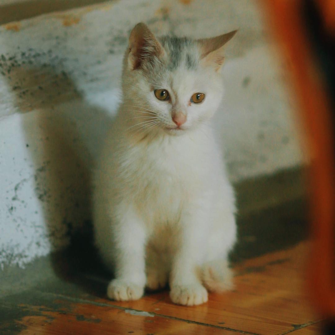 狸奴