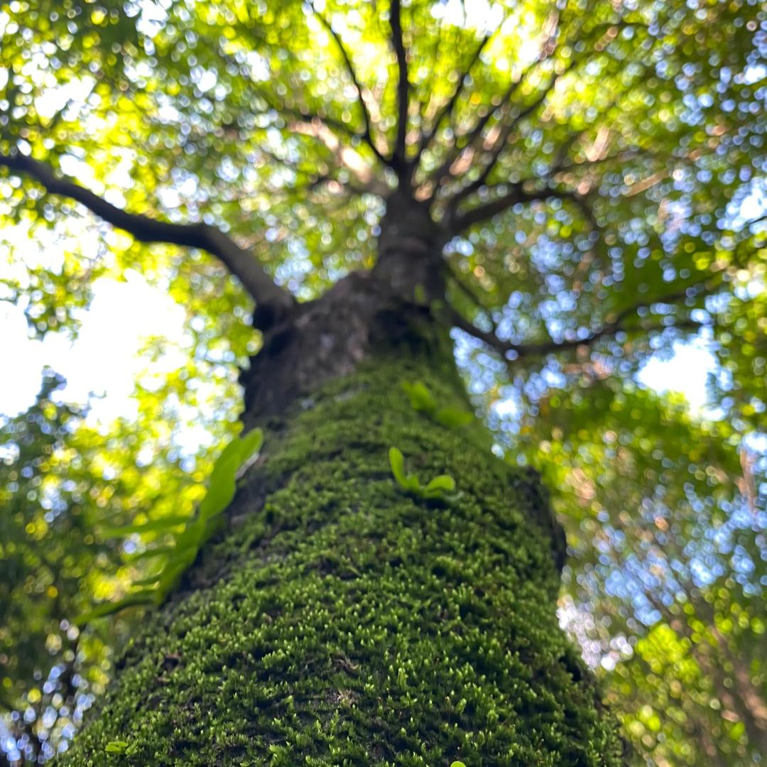 大高