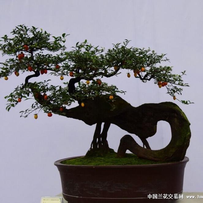 青桥花木园艺