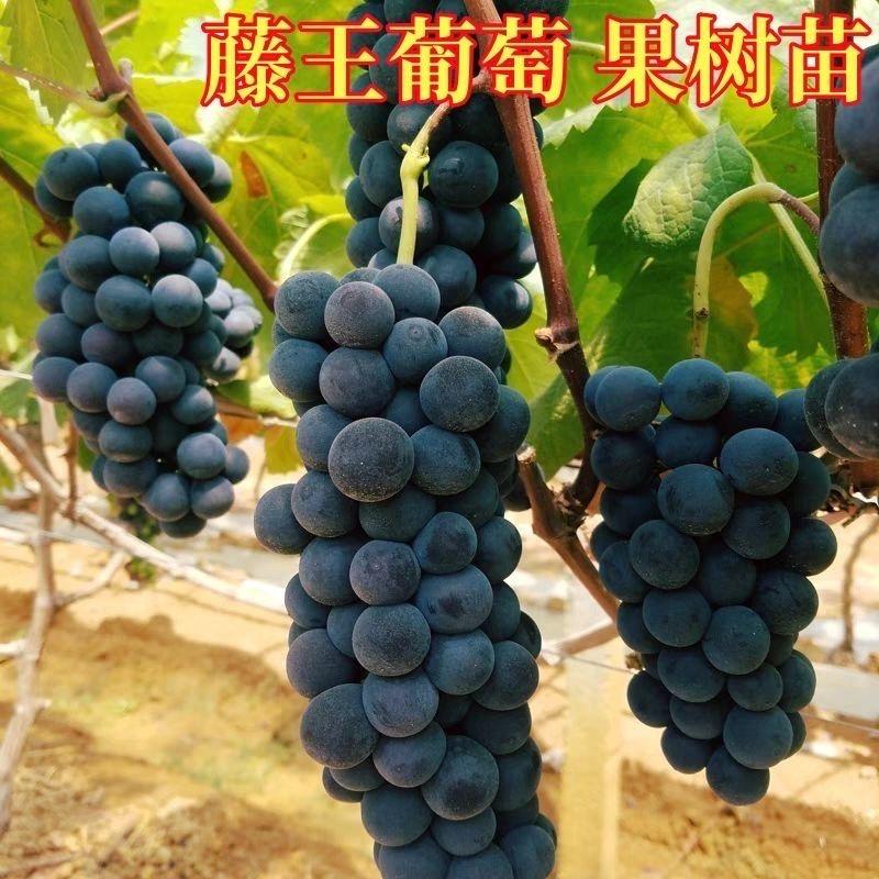 丫头苗圃