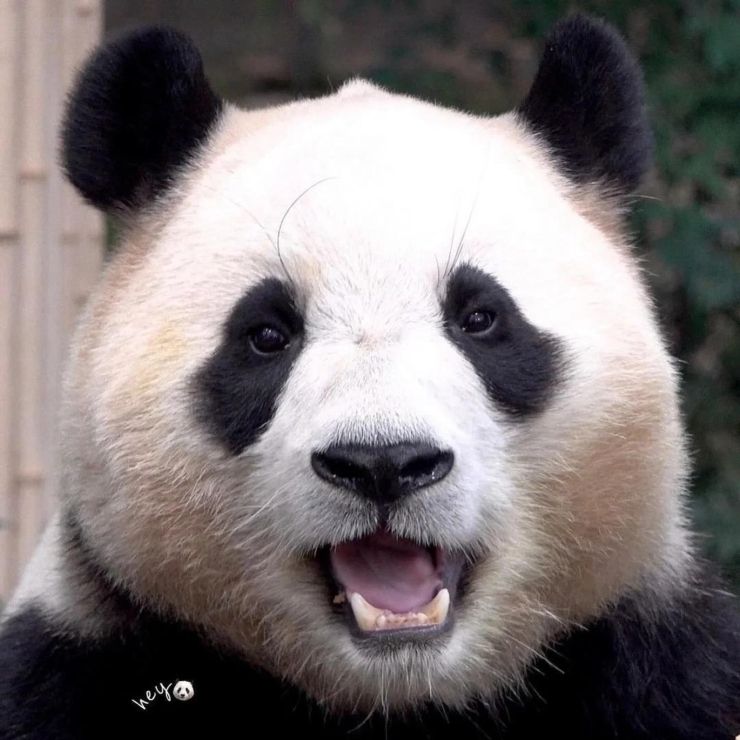 是你的爱宝家族
