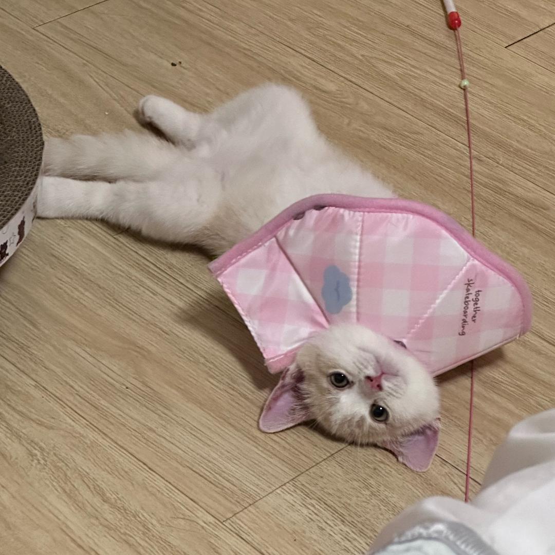 老猫和小喵