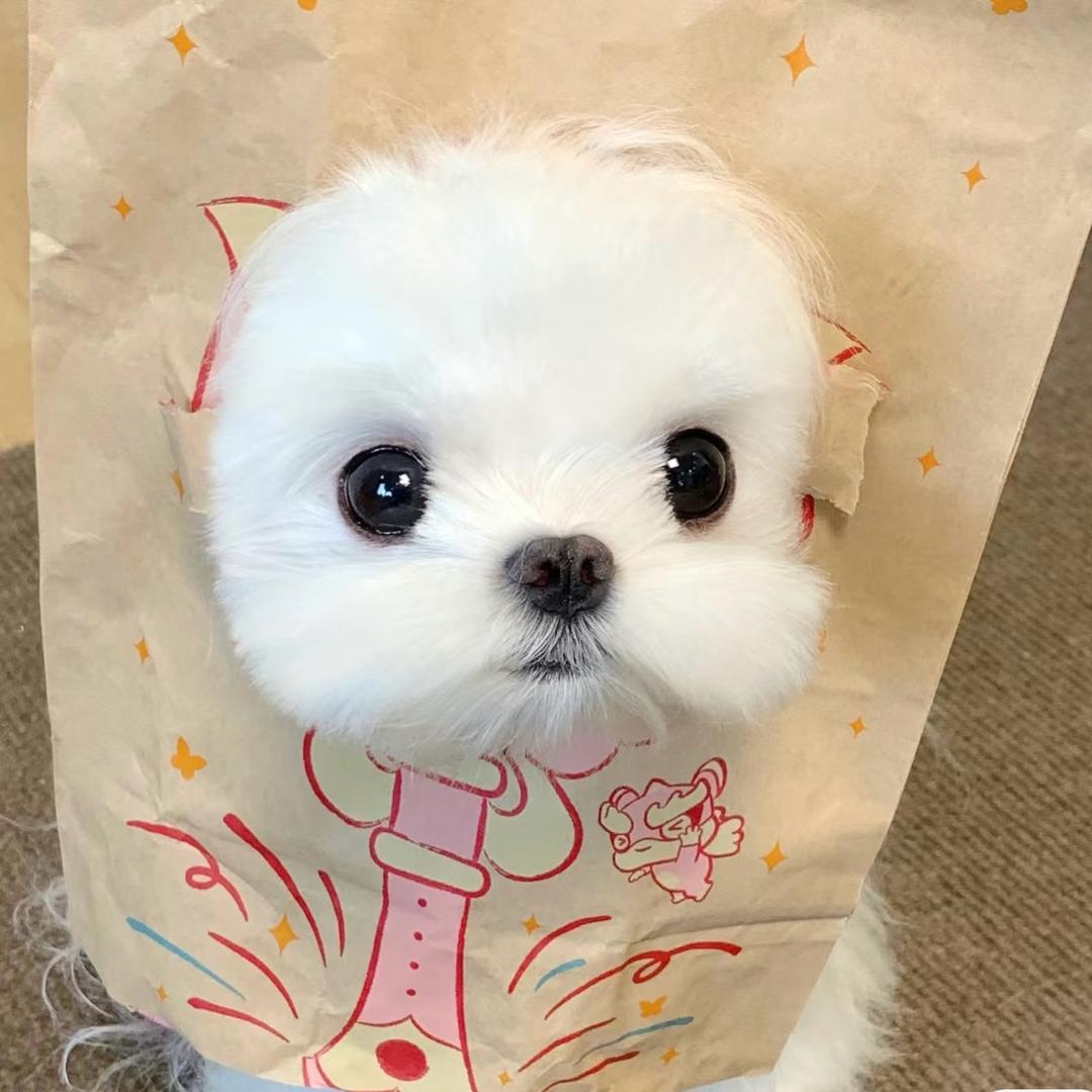小白🐰