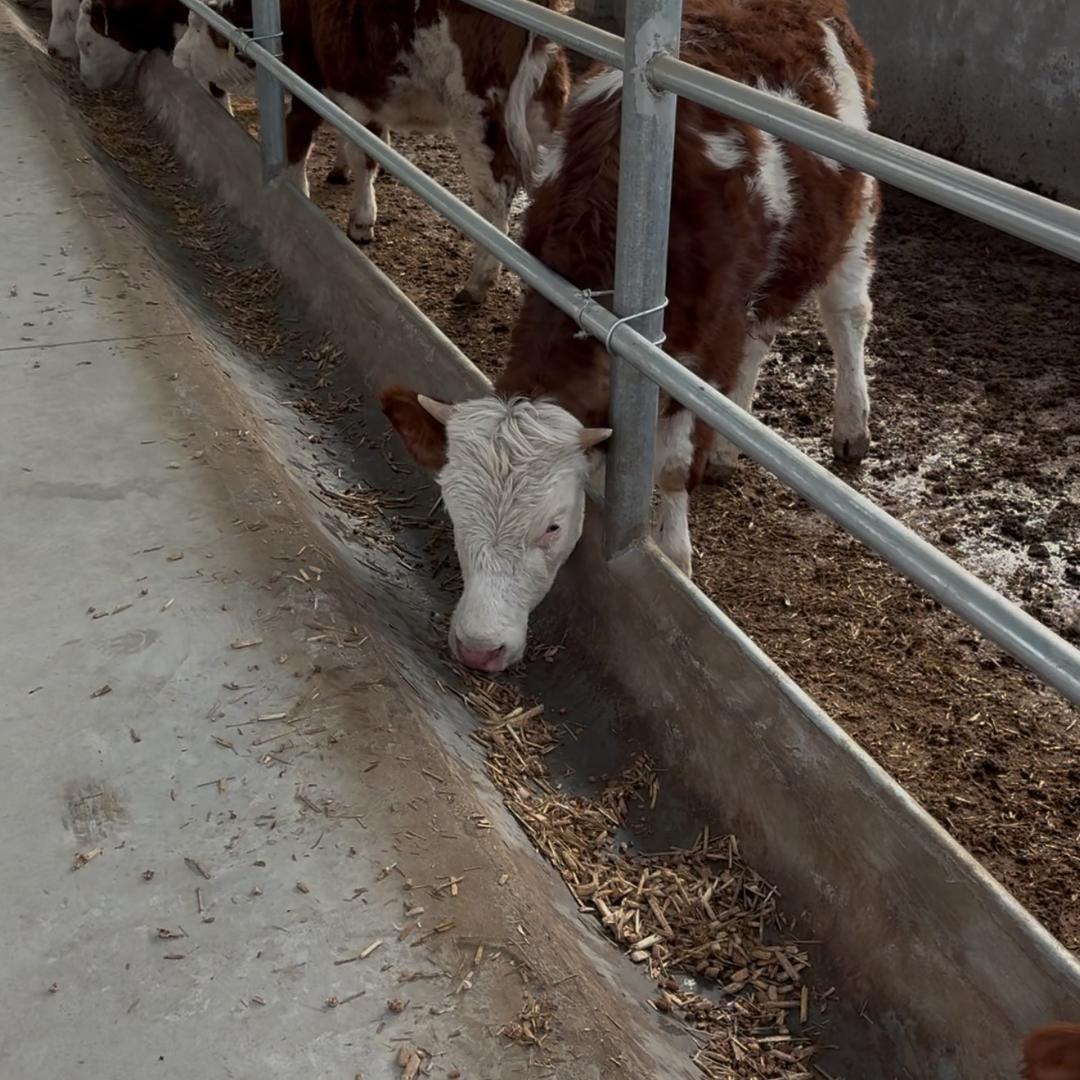 山西玉河肉牛养殖场