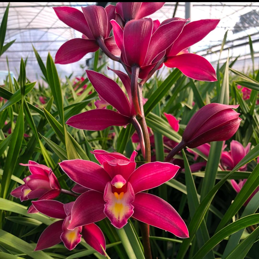 云南 玉溪 百花仙子🌷