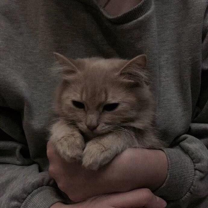 我有一只小奶狗🐶🐶