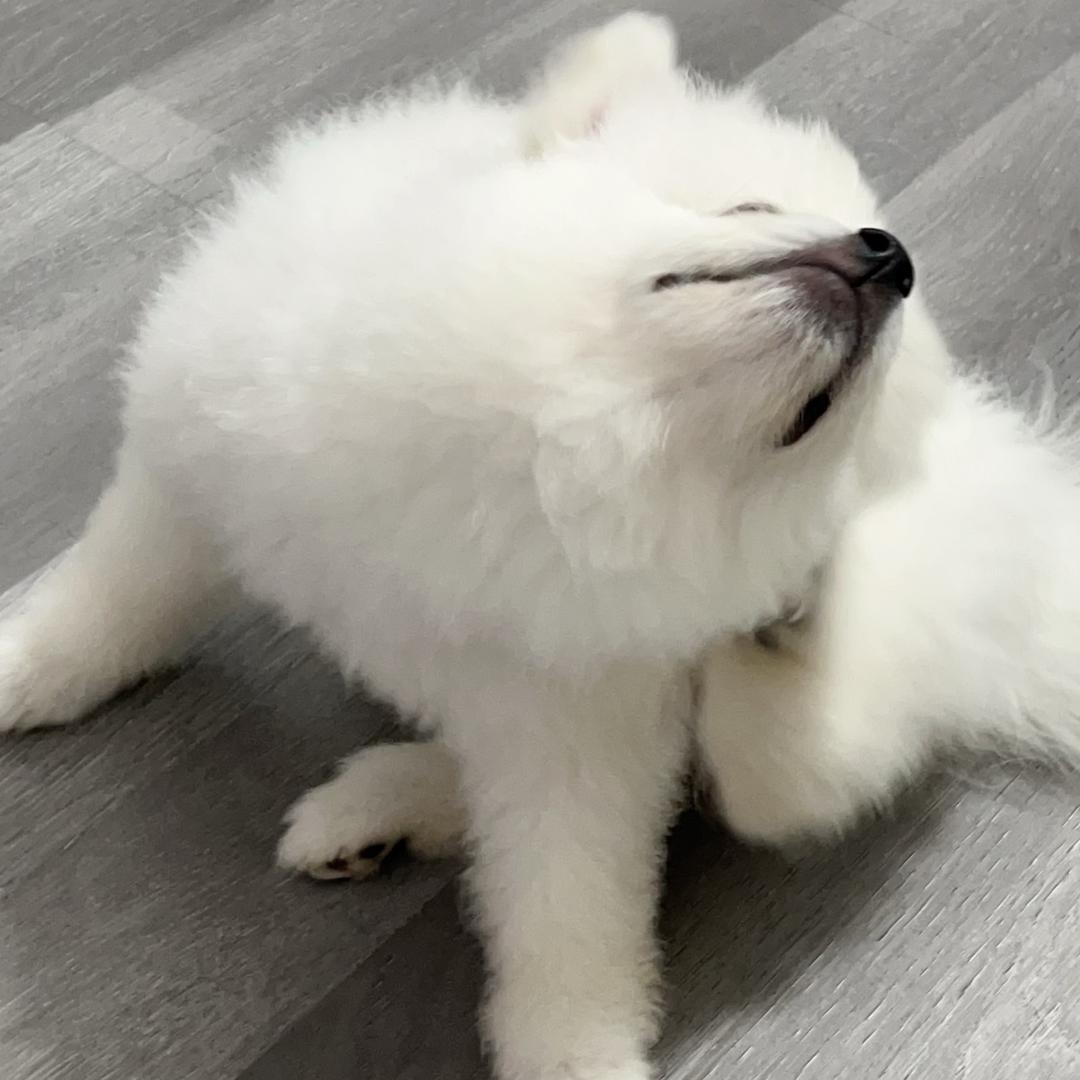 德彪的彪