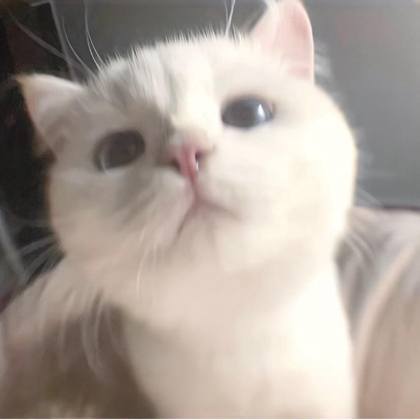 小羊羔